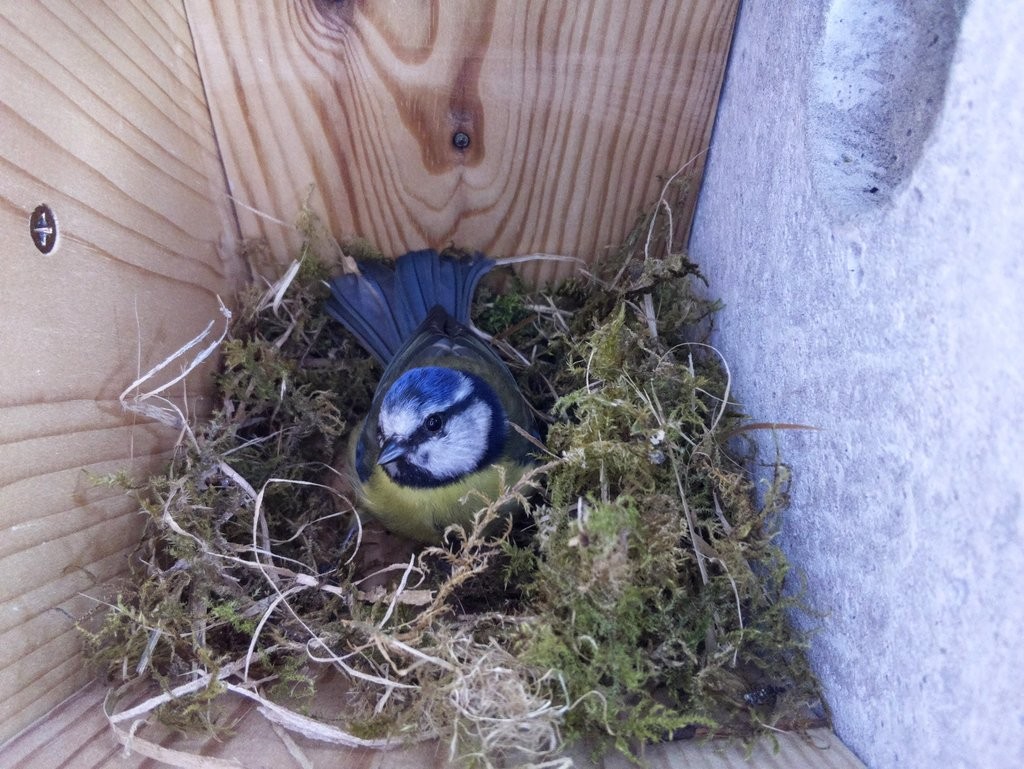 Click image for larger version

Name:	Nest-Building7.jpg
Views:	75
Size:	225.5 KB
ID:	4157545