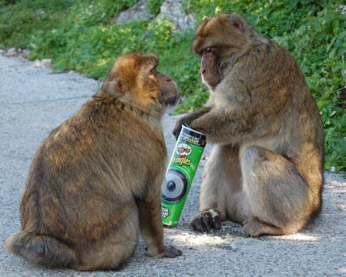 Click image for larger version

Name:	belinda-pringles-monkey-e1401277555589.jpg
Views:	239
Size:	62.4 KB
ID:	4161595