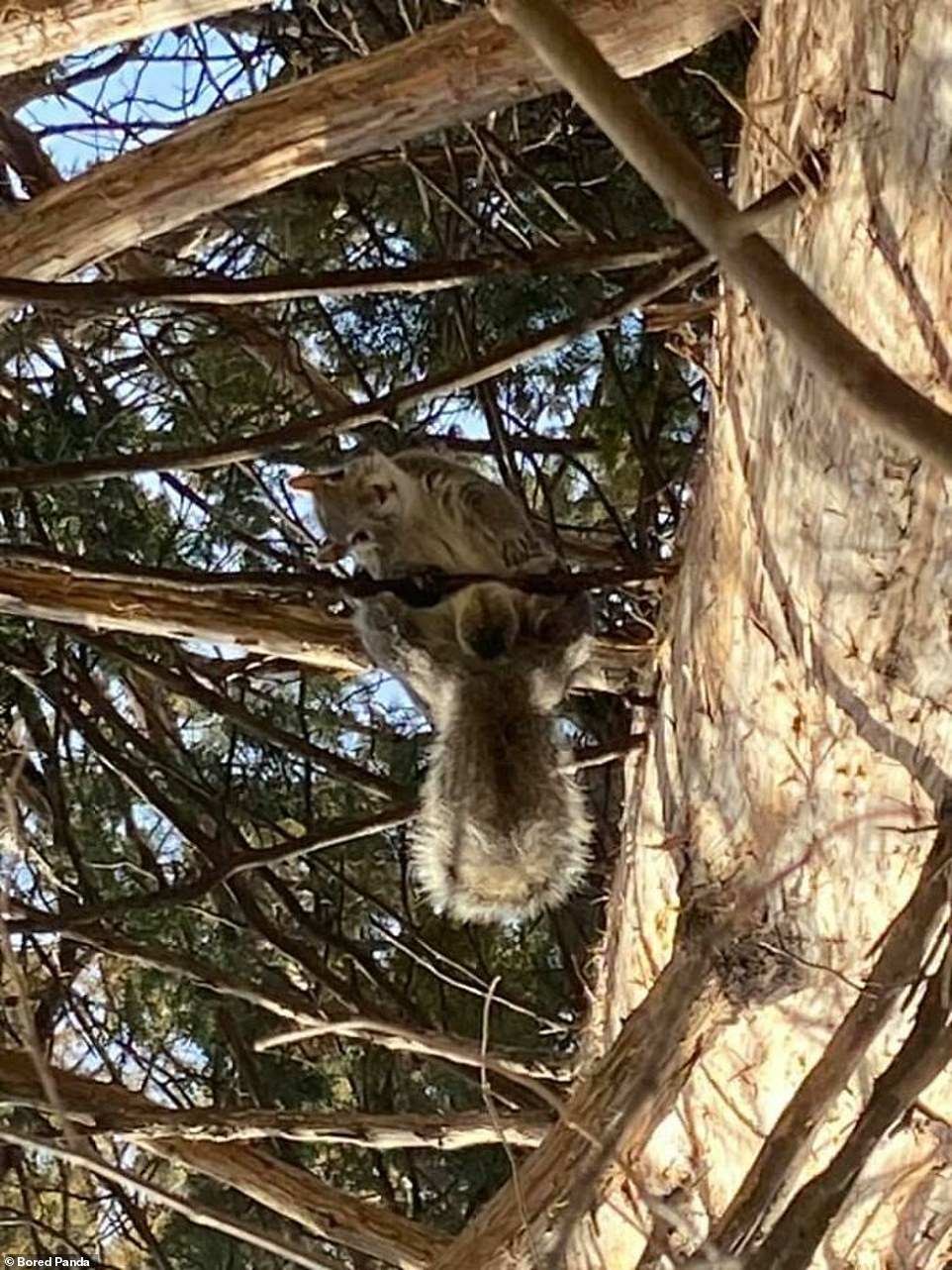 Click image for larger version

Name:	44110803-9683909-What_are_you_looking_at_This_squirrel_was_less_than_impressed_wi-a-3_1623668576141.jpg
Views:	56
Size:	325.1 KB
ID:	4183109