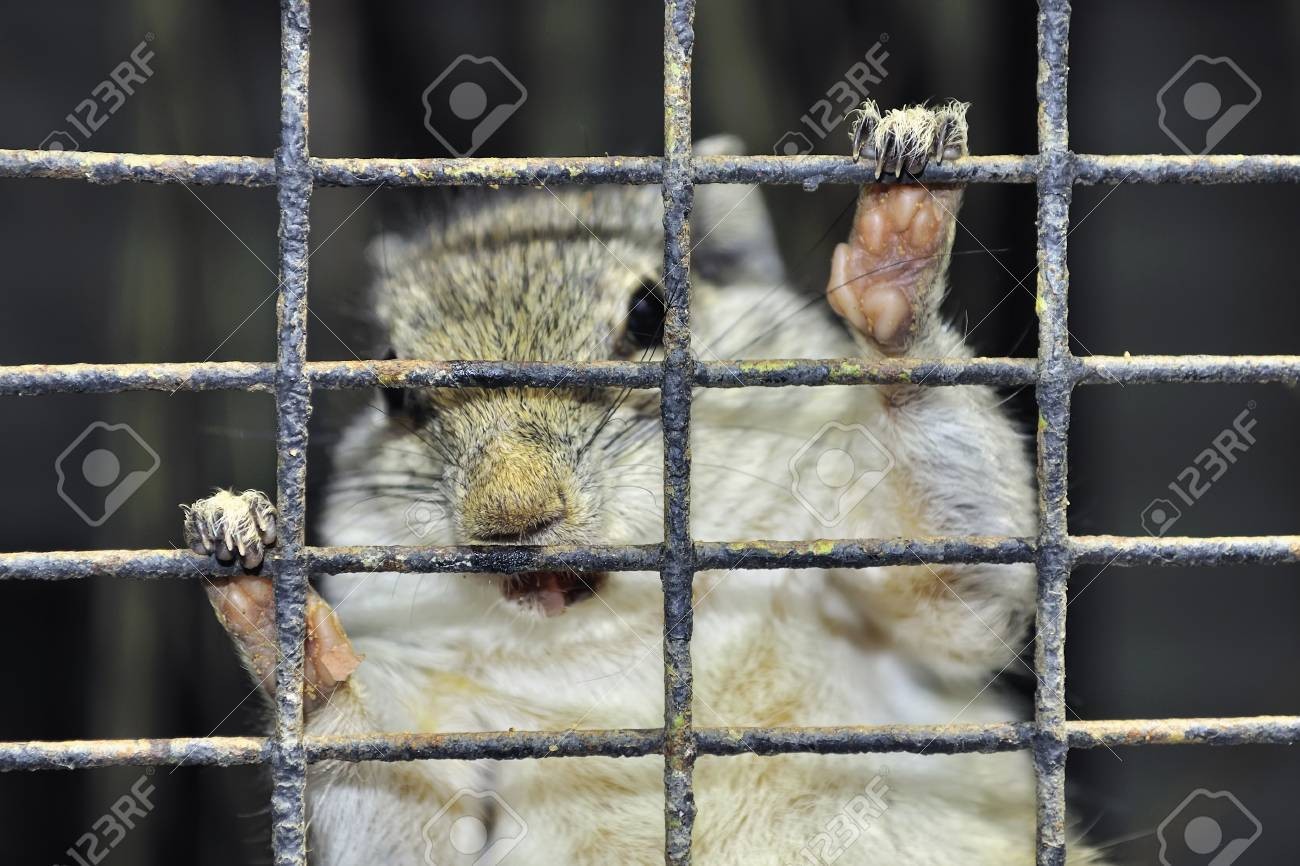 Click image for larger version

Name:	18855907-pretty-squirrel-gets-into-bondage-macro-photo.jpg
Views:	293
Size:	212.0 KB
ID:	4197193