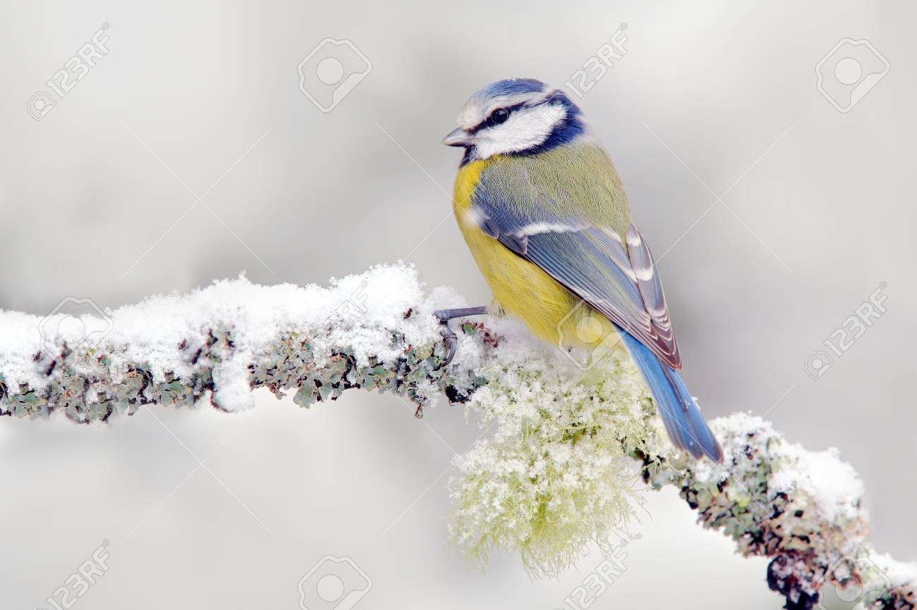 Click image for larger version

Name:	94383921-snow-winter-with-cute-songbird-bird-blue-tit-in-forest-snowflake-and-nice-lichen-branch-first-snow-w.jpg
Views:	113
Size:	137.8 KB
ID:	4202140