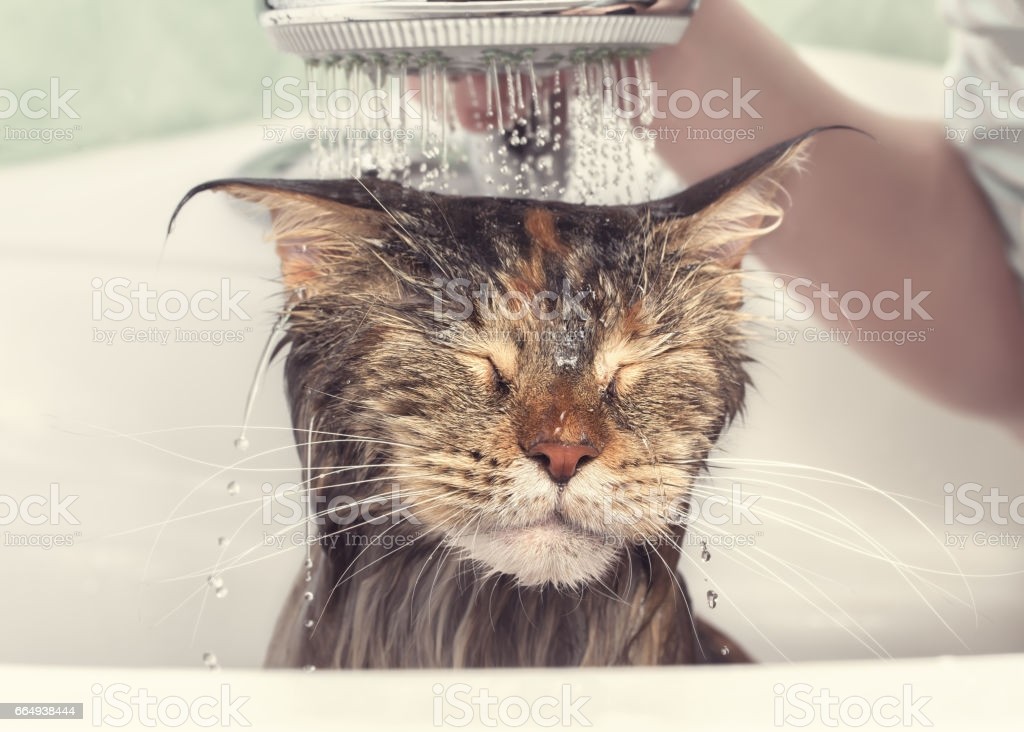 Click image for larger version

Name:	wet-cat-in-the-bath-picture-id664938444.jpg
Views:	157
Size:	144.4 KB
ID:	4204110