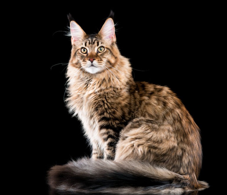 Click image for larger version

Name:	maine-coon-cat-breed-768x658.jpg
Views:	200
Size:	79.3 KB
ID:	4204684