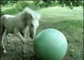 Click image for larger version

Name:	horse-ball.gif
Views:	58
Size:	1.94 MB
ID:	4208882