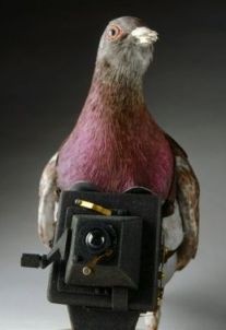 Click image for larger version

Name:	pigeon_spy.jpg
Views:	139
Size:	12.0 KB
ID:	4217600