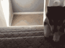 Click image for larger version

Name:	cat-fall.gif
Views:	333
Size:	231.7 KB
ID:	4224601