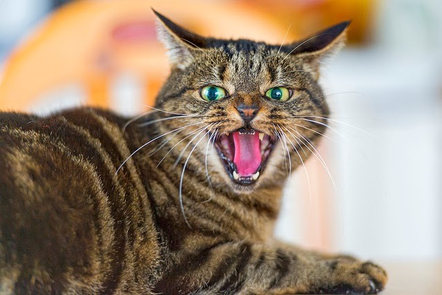 Click image for larger version

Name:	catty.jpg
Views:	369
Size:	75.0 KB
ID:	4235752