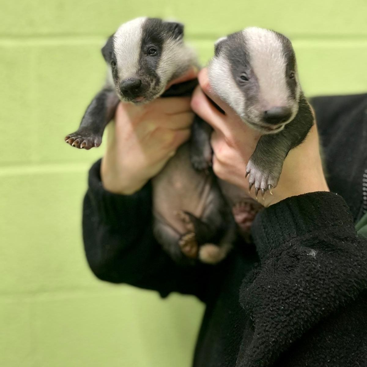 Click image for larger version  Name:	0_badger.jpg Views:	0 Size:	156.8 KB ID:	4236193