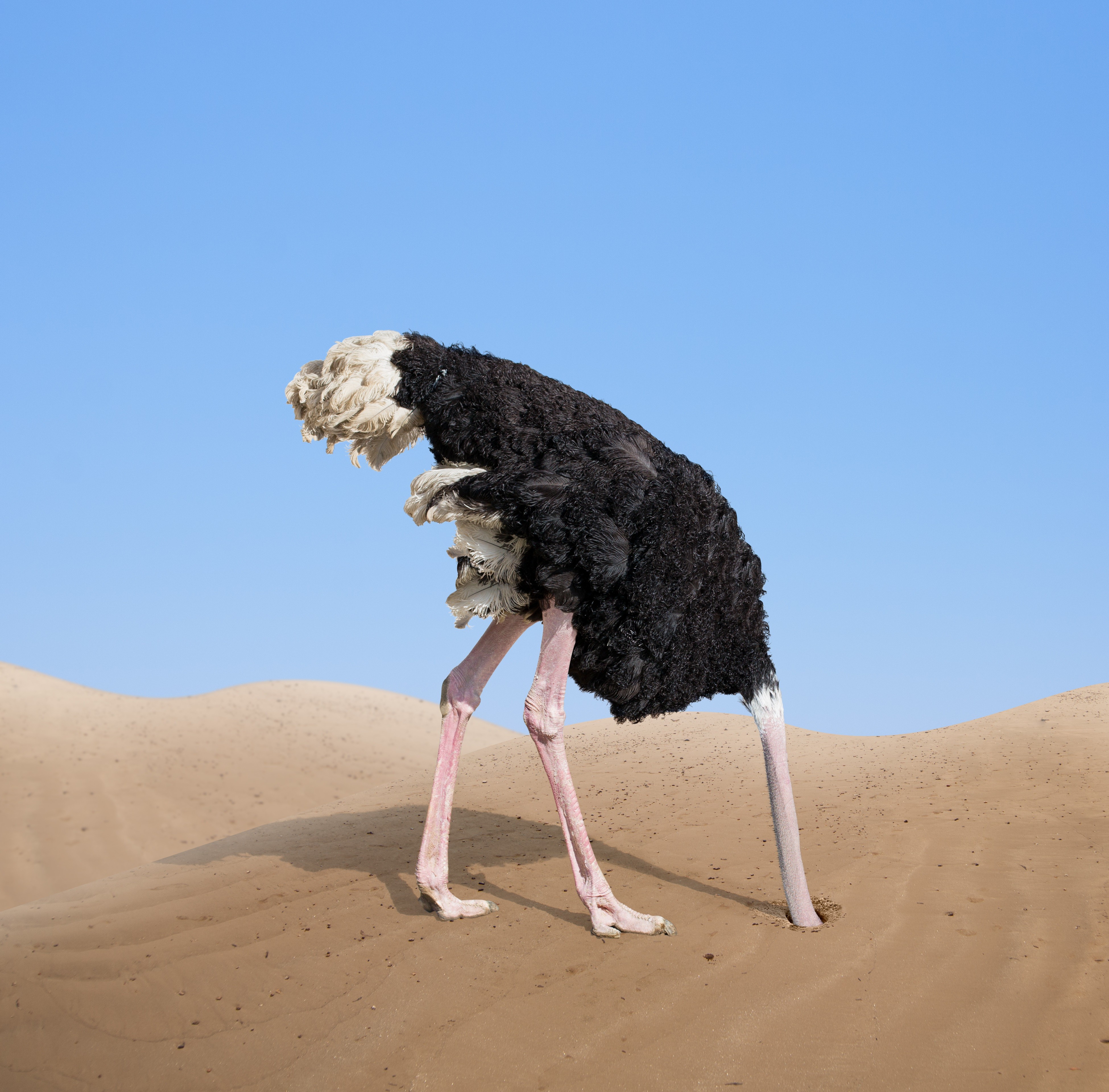 Click image for larger version

Name:	ostrich-head-in-sand.jpg
Views:	164
Size:	2.33 MB
ID:	4241817