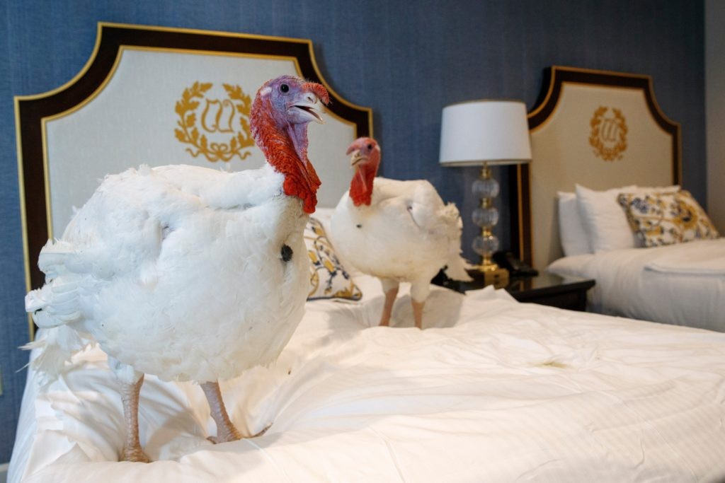 Click image for larger version

Name:	ThanksgivingTurkeys_AP_112719-1024x683.jpg
Views:	34
Size:	100.0 KB
ID:	4244563