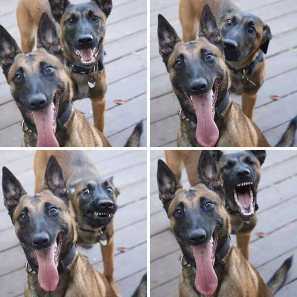 Click image for larger version

Name:	funny-photobombs-11.jpg
Views:	246
Size:	75.5 KB
ID:	4245545