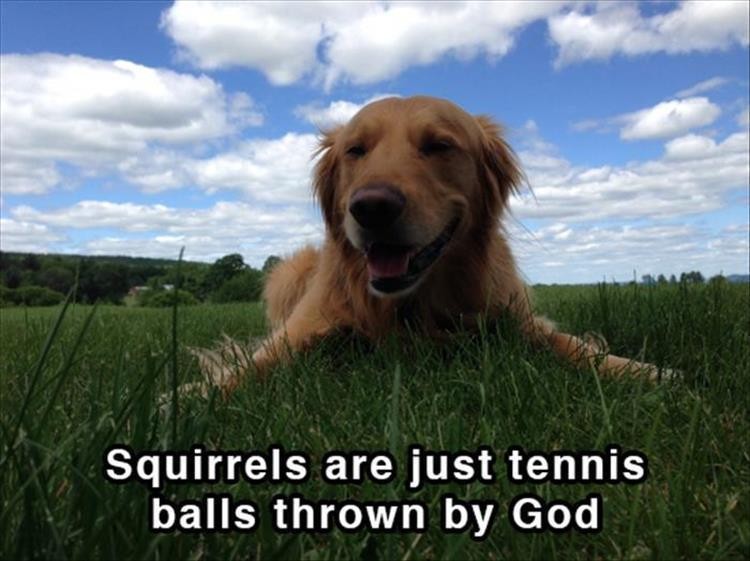 Click image for larger version

Name:	dog-shower-thoughts-15.jpg
Views:	170
Size:	82.9 KB
ID:	4256940