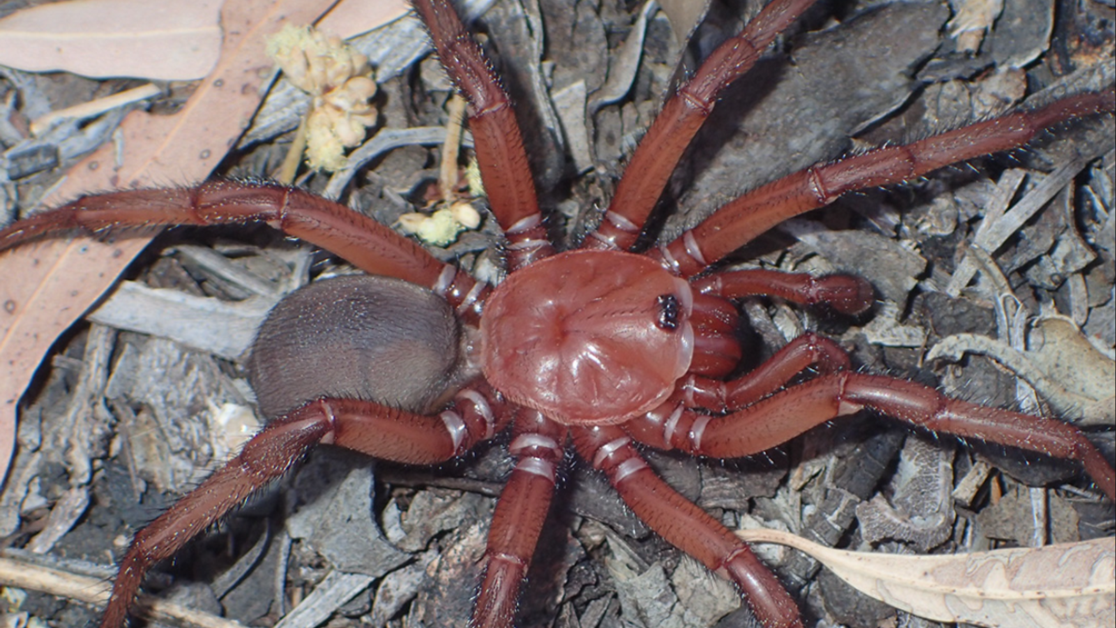 Click image for larger version

Name:	skynews-giant-trapdoor-spider_6096420.png?20230321213841.png
Views:	218
Size:	2.40 MB
ID:	4257283