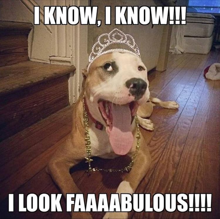 Click image for larger version

Name:	animals-3.jpg
Views:	185
Size:	114.8 KB
ID:	4258069