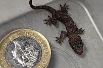 Click image for larger version

Name:	SEI_150781022-94e2.jpg
Views:	107
Size:	76.3 KB
ID:	4259010