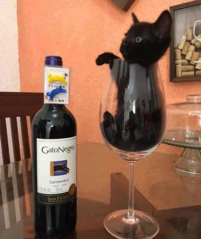 Click image for larger version

Name:	Reddit-PicturesthatMakeyouSayHmmm-Blackcatisthenameofthewine.jpg.pro-cmg.jpg
Views:	92
Size:	110.9 KB
ID:	4272819