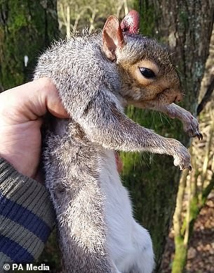 Click image for larger version

Name:	79004419-12868093-Richard_regularly_hunts_for_rabbits_and_squirrels_with_his_air_r-a-54_1702982412600.jpg
Views:	216
Size:	50.5 KB
ID:	4280729