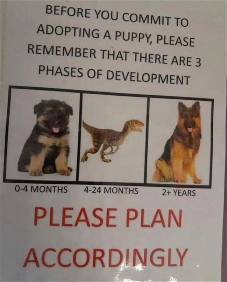 Click image for larger version

Name:	youre-dogs-1.jpg
Views:	220
Size:	82.1 KB
ID:	4288071